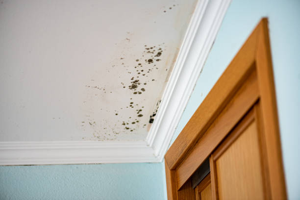Best Water Damage Restoration  in Lineville, AL
