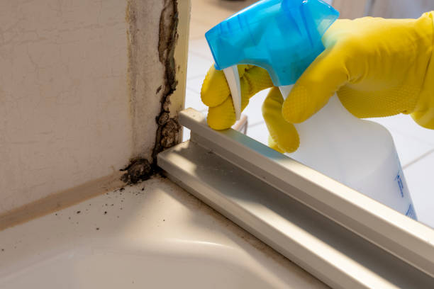 Best Crawl Space Mold Removal  in Lineville, AL