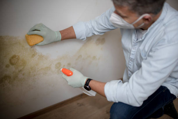 Best Professional Mold Removal  in Lineville, AL