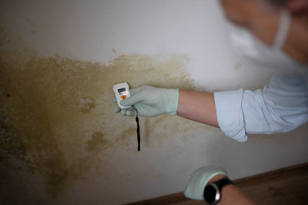 Office Mold Removal Services in Lineville, AL