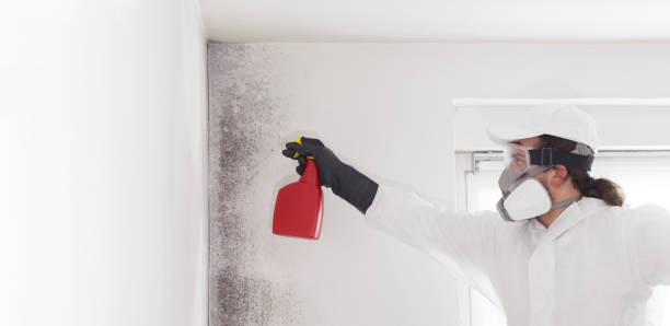 Best Toxic Mold Removal  in Lineville, AL
