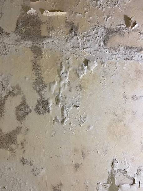 Certified Mold Removal in Lineville, AL