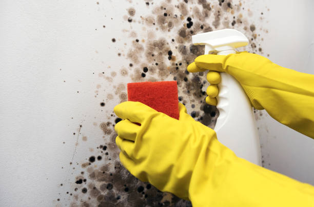 Best Mold Removal Company Near Me  in Lineville, AL