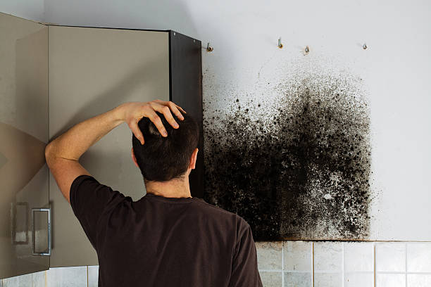 Best Toxic Mold Removal  in Lineville, AL