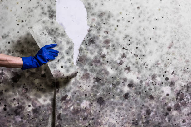 Best Residential Mold Removal  in Lineville, AL