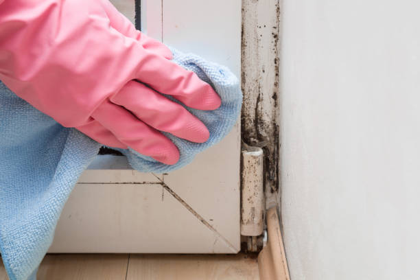 Best Mold Cleaning Services  in Lineville, AL